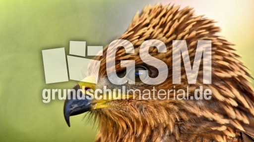 Schwarzmilan (9).jpg